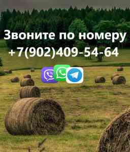 2022-05-4107-vecher-pole-seno-1.jpg 2
